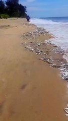 Much fishes in the river,,,