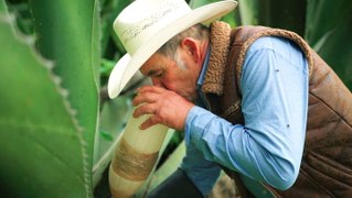 Could Mexican pulque be the next tequila or mezcal?