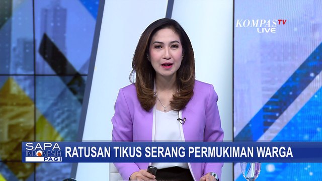 Ratusan Tikus Serang Permukiman Warga di Karawang, Dinas Pertanian: dari Sawah yang Terguyur Hujan