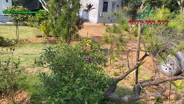 Discover the Masterpiece Bamboo House at Tra Linh Hotel, Lang Son, Vietnam – A Perfect Harmony of Architecture and Nature - Ngoc Duong Bamboo