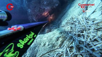 Ölü sandığı zehirli aslan balığı hastanelik etti