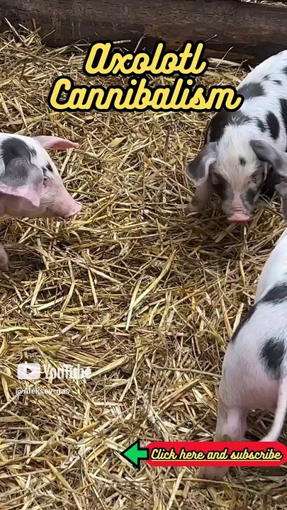 Animal Facts  Axolotl Cannibalism  #shorts