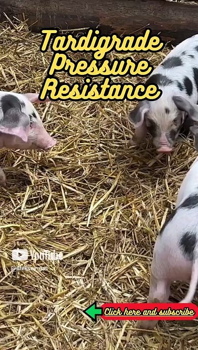 Animal Facts   Tardigrade Pressure Resistance       #shorts