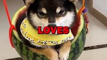 DOGGY GETS SICK ON SWING! #animalstories #pets #funnyanimals #funny #animals #cute