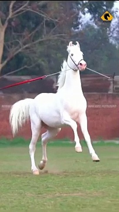 Horse lover's #plz_subscribe_my_channel