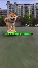 DOG LOVES SKATEBOARDING! #animalstories #pets #funnyanimals #funny #animals #cute