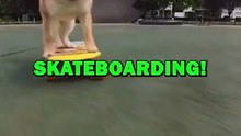 DOG LOVES SKATEBOARDING! #animalstories #pets #funnyanimals #funny #animals #cute