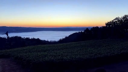 Paloma Vineyard Winery Tour