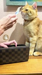 Caught in the Act_ Cats Stealing Money_ _MyPetsie __________________Follow _my.petsie  For More Daily Videos ❤️__________________❤️ Double Tap If You Like This _TurnOn Post Notific(