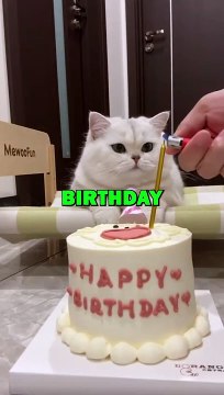 CAT BIRTHDAY RUINED! #animalstories #pets #funnyanimals #funny #animals #cat #cats