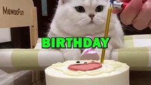 CAT BIRTHDAY RUINED! #animalstories #pets #funnyanimals #funny #animals #cat #cats