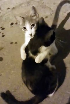 2024 best animals videos #cutecatvideos #funnycatvideos #cuteanimals #funny #reels #shortsvideo #shorts #animal #funny animals #cat #animals #fyp