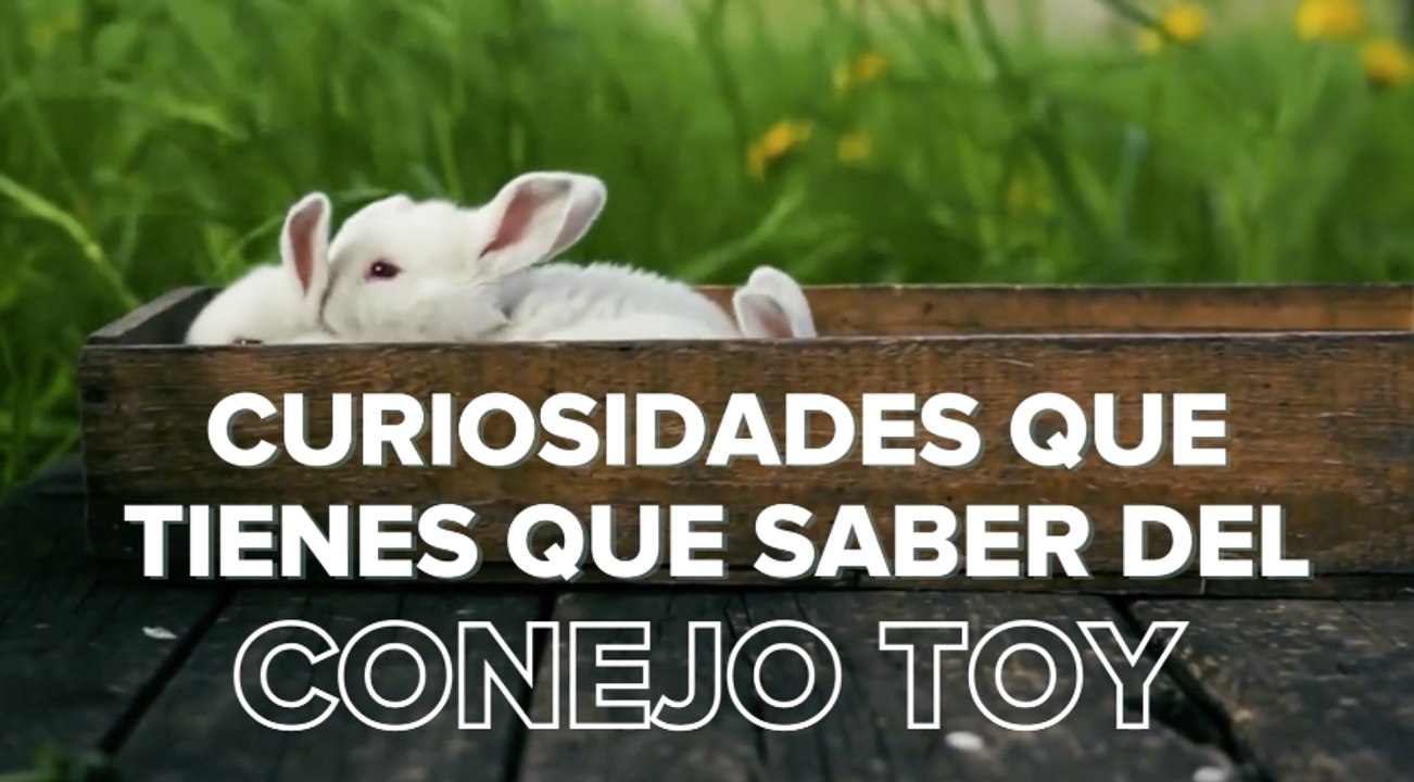 Curiosidades que tienes que saber del conejo toy