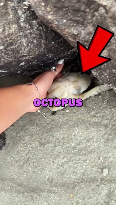 RESCUING OCTOPUS! #animalstories #pets #animals #animallover #octopus #animalrescue