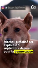 CURATION - Record du nombre de chiens en promenade