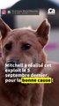 CURATION - Record du nombre de chiens en promenade