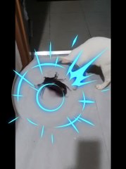 Cat Playing with Bug