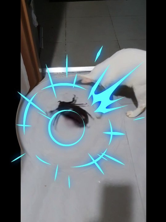 Cat Playing with Bug