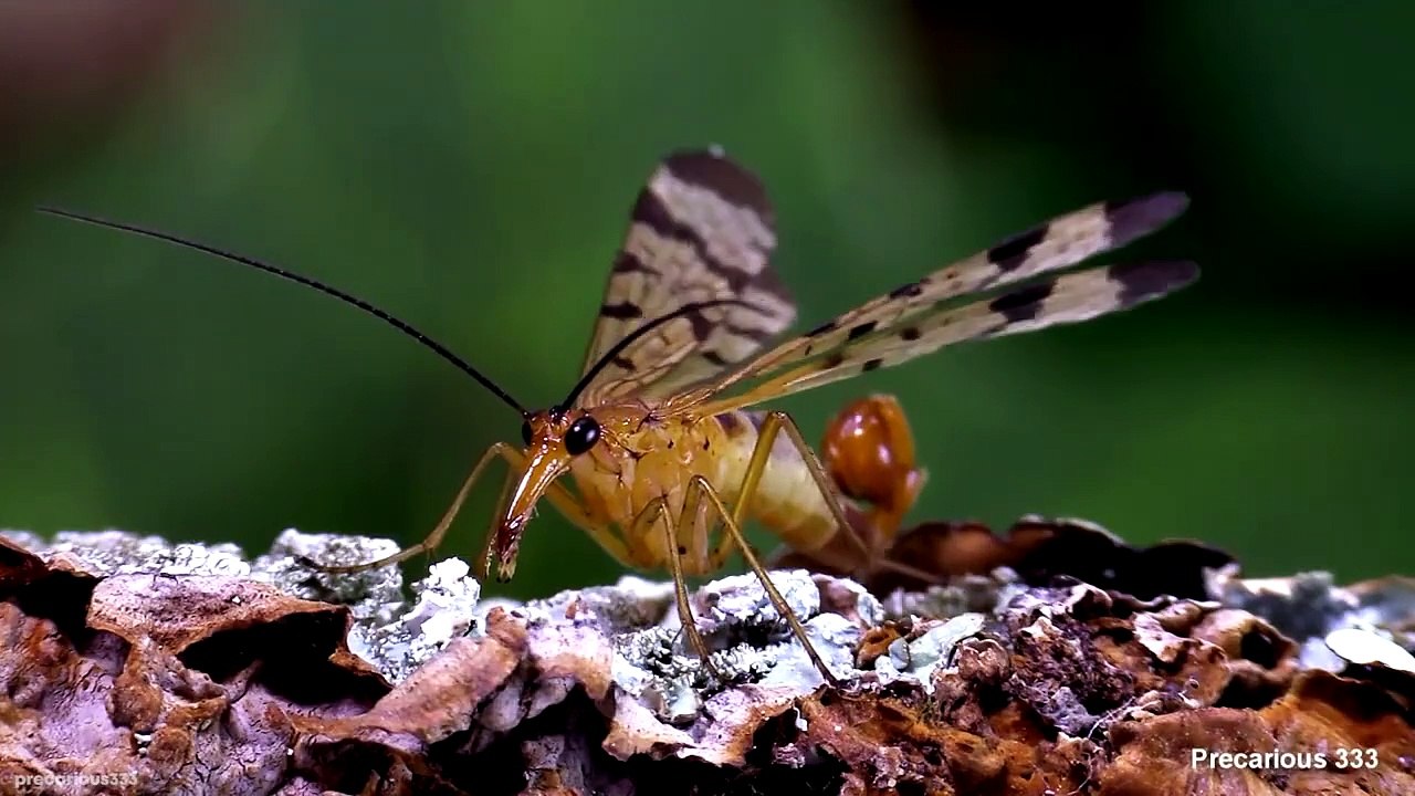 15 VERY Unusual Insect Species - video Dailymotion