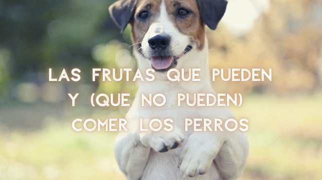 Estas son las frutas que pueden comer los perros (y las que no)