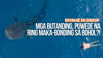 Mga butanding, puwede na ring maka-bonding sa Bohol?! | Biyahe ni Drew
