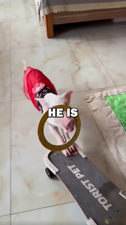 PIG OLYMPICS! #animalstories #pets #funny #cute #pig #pigs #cuteanimals #animals