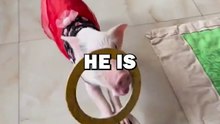 PIG OLYMPICS! #animalstories #pets #funny #cute #pig #pigs #cuteanimals #animals
