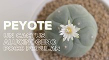Peyote: características, cuidados y todo lo que debes saber sobre esta planta suculenta desconocida