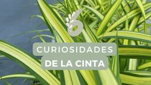Cinta: la planta perfecta para principiantes que purifica el aire en menos de 24 horas