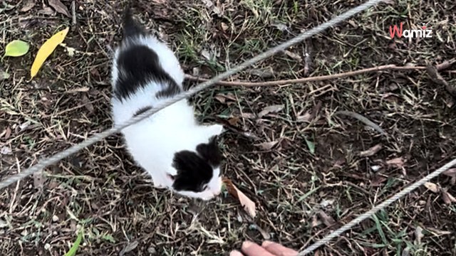 Une chatte traverse le parc avec ses petits : la scène vire au chaos quand un chaton a une fausse bonne idée