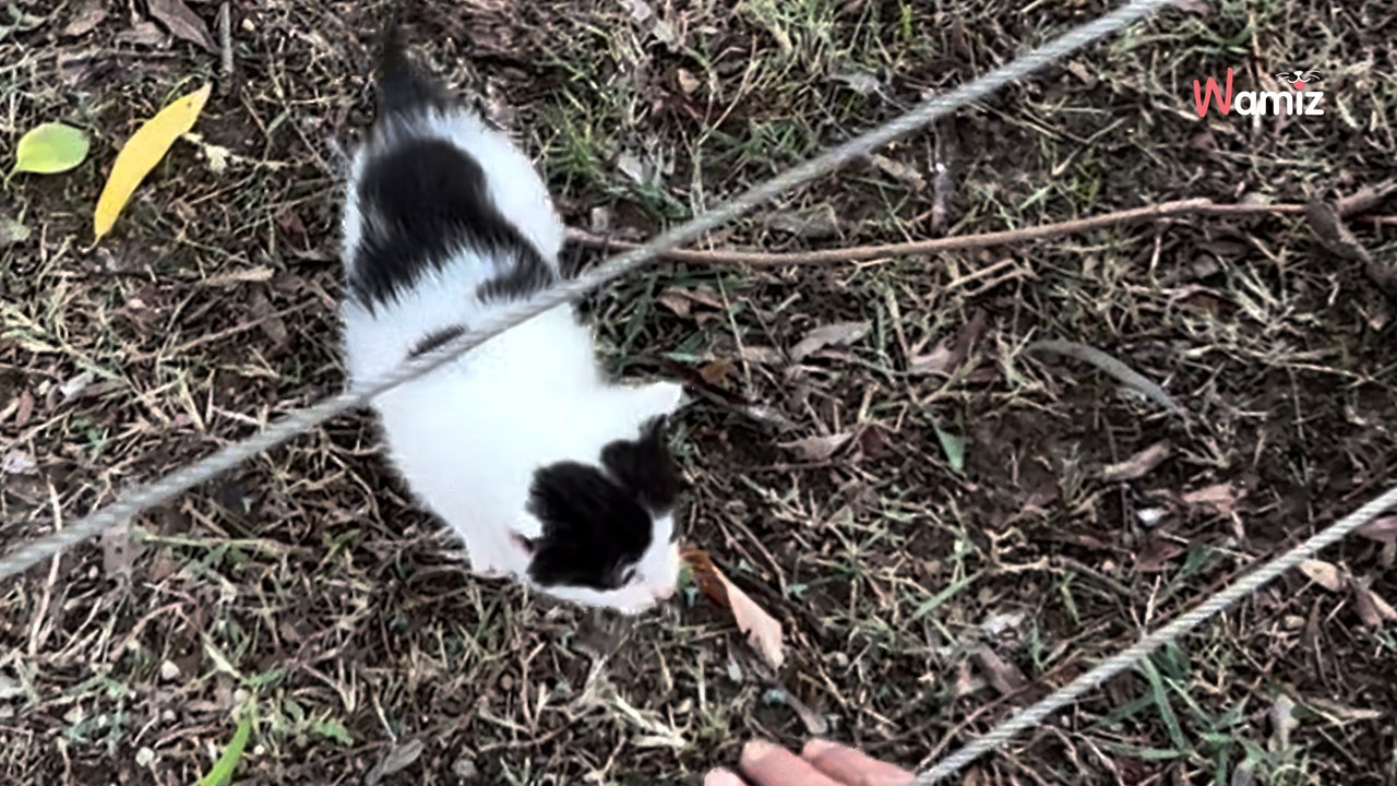 Une chatte traverse le parc avec ses petits : la scène vire au chaos quand un chaton a une fausse bonne idée
