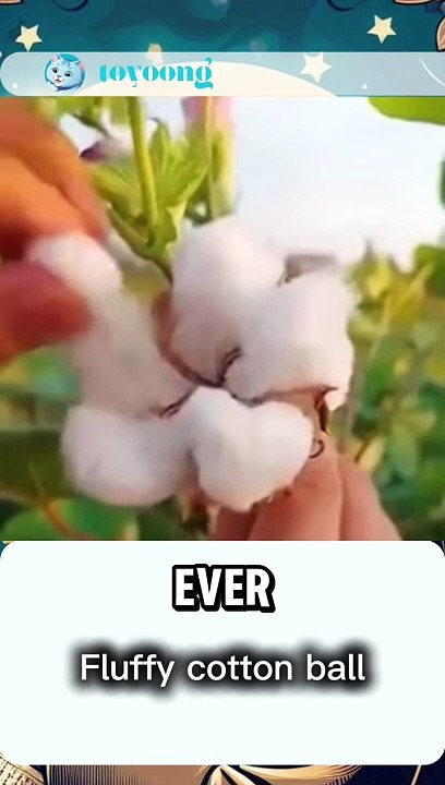 Fluffy cotton ball