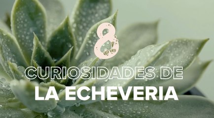 Echeveria: cuidados, características y tipos de esta bonita y resistente suculenta