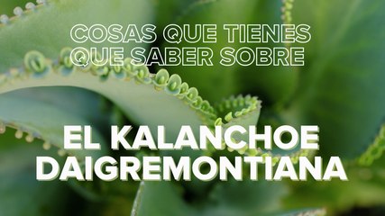 Kalanchoe daigremontiana: cuidados y todos los consejos para mantenerlo en buen estado