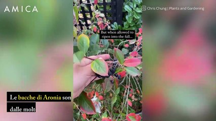 Sembrano mirtilli ma non lo sono: i benefici delle bacche di Aronia