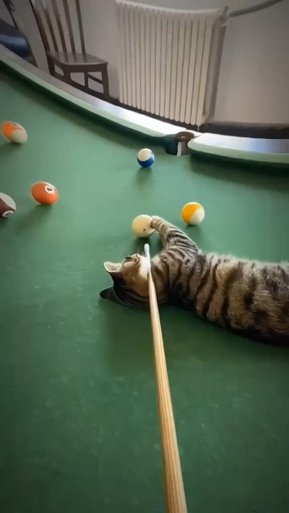 Les chats adore le billard 