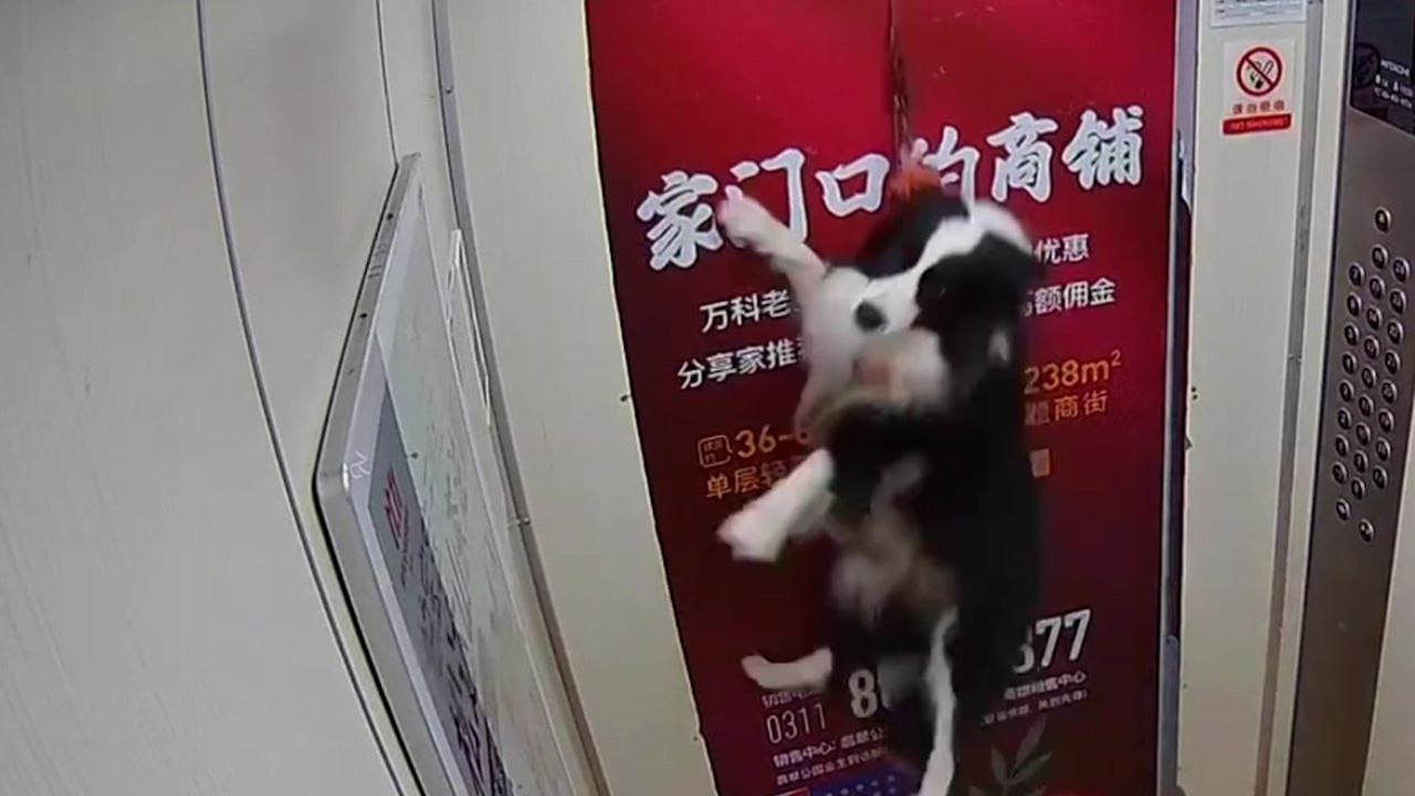 Hund fast erwürgt, nachdem Leine in Aufzugtüren gefangen wird