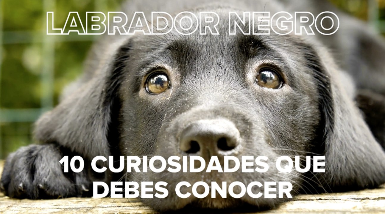 Labrador negro: ¿sabías que es el más inteligente de la raza labrador retriever?