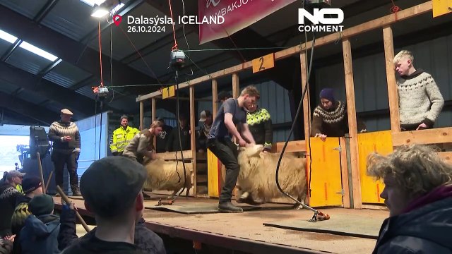 No Comment : un concours déjanté de tonte de moutons en Islande