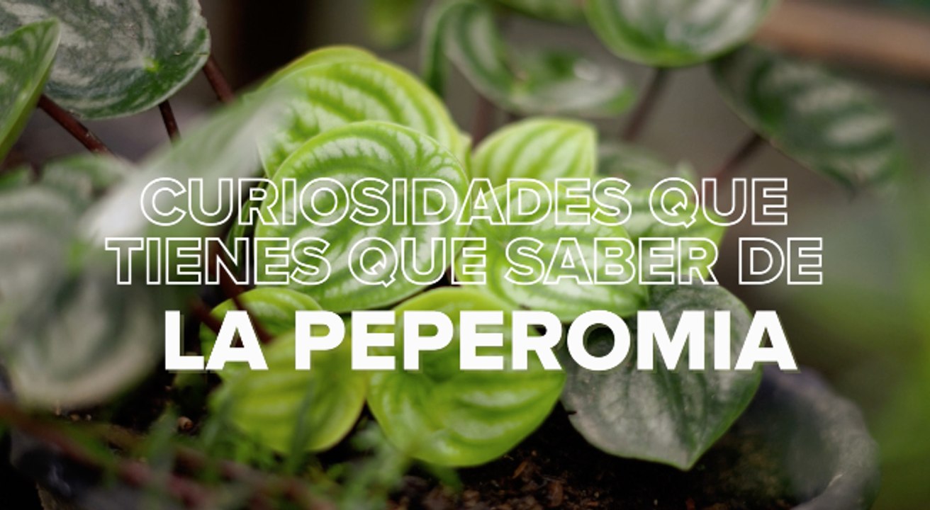 Por qué la peperomia se convertirá en tu planta de interior favorita