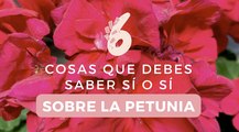 Cómo cuidar las petunias: la guía definitiva para aprender todos sus cuidados