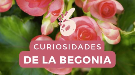 Cuidados de la begonia: una planta de interior con una flor espectacular