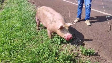Porco cai de caminhão na rodovia BR-163