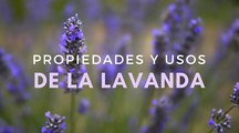 Lavanda: tipos, cuidados, propiedades y beneficios de esta planta aromática que reduce el estrés