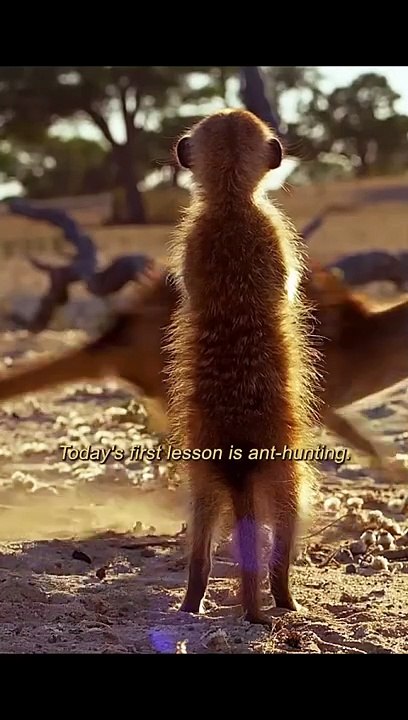 Animal