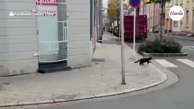 Was diese Maus mit der Katze spielt, ist nicht von dieser Welt!