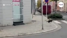 Was diese Maus mit der Katze spielt, ist nicht von dieser Welt!