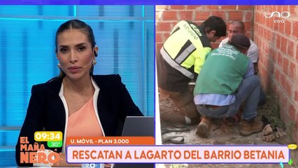 Rescatan a lagarto del Plan Tres Mil