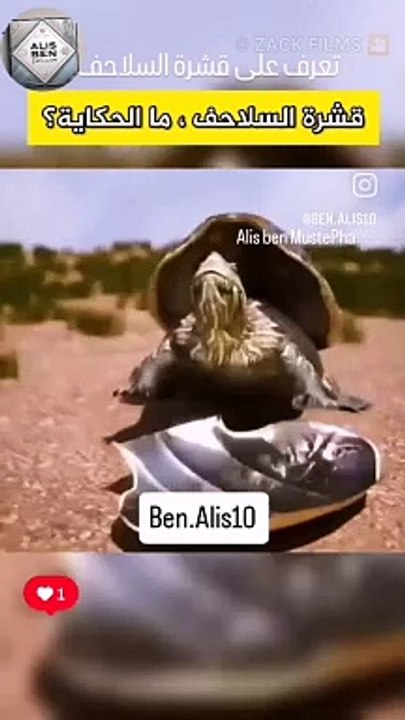 معلومة عن قشرة السلاحف : إستكشف عالم الحيوان الخفي #سلاحف #معلومة #طرائف #غرائب #حيوان #طيور #طير #طائر #صقر #نسر #عقاب #غراب