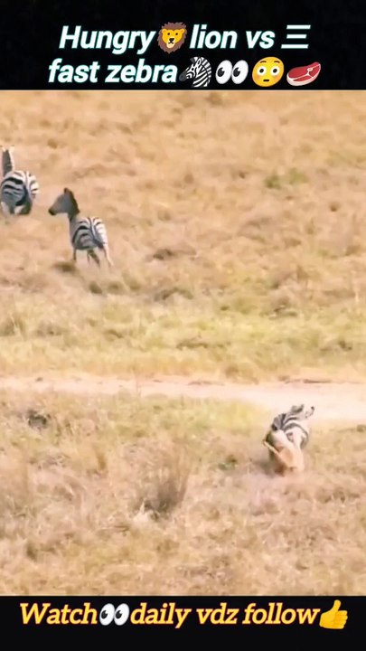 Hungrylion  zebra | lion attack | lion hunting | #trending #animal #nature